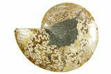 Cut & Polished Ammonite Fossil (Half) - Madagascar #364855-1